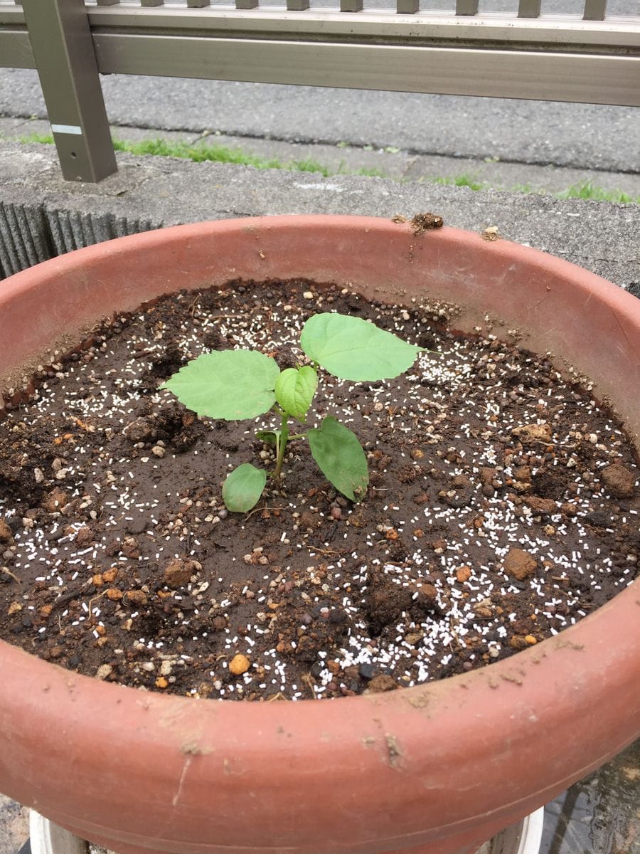 念願のタイタンビカス 、苗は値段が高いので種から育ててみた。 5月20日 鉢に定植🌱