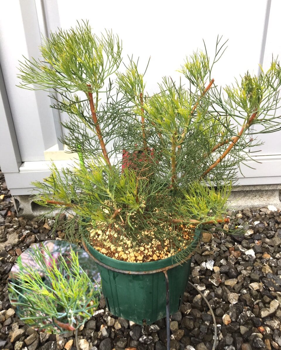 fin：セルリアを来年も開花させらるかチャレンジ❣️ ワサワサしてきた🌿