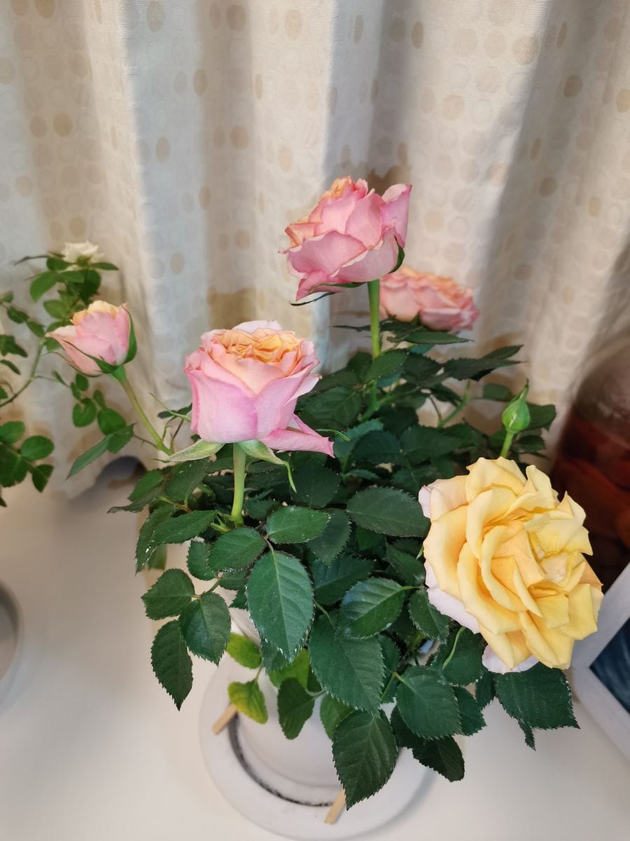 ミニバラ（マンダリナ　コルダナ） ピンクとオレンジの花