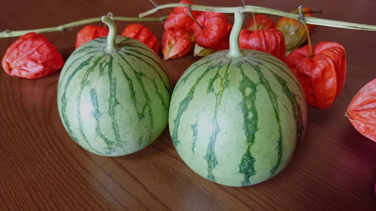 スイカを種から育てる🍉 ょしっ❗収穫❗❗😄✨