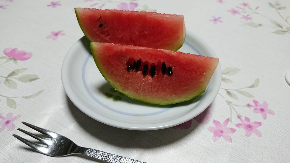 スイカを種から育てる🍉 ( ・∇・)🍉✨❗❗