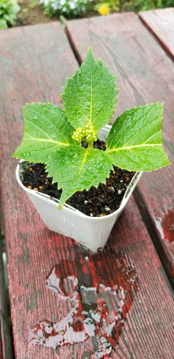 母からもらったあじさいの芽 5月22日 　②鉢上げ