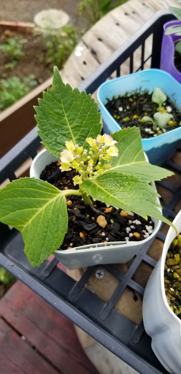 母からもらったあじさいの芽 6月5日  あじさいの花が…✨