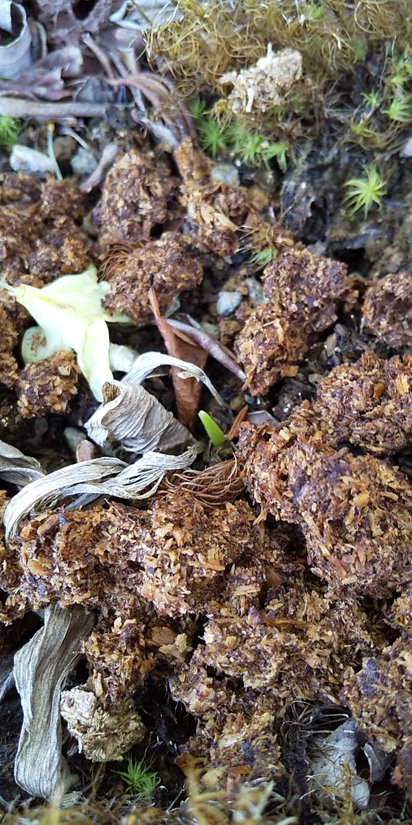 アツモリソウ交配種の栽培 芽吹き