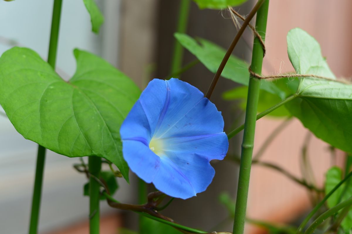 苗からの朝顔ヘブンリーブルー 210629 開花