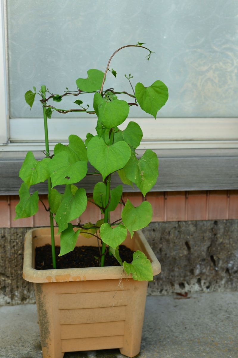 苗からの朝顔ヘブンリーブルー 210615 摘心・植え替え