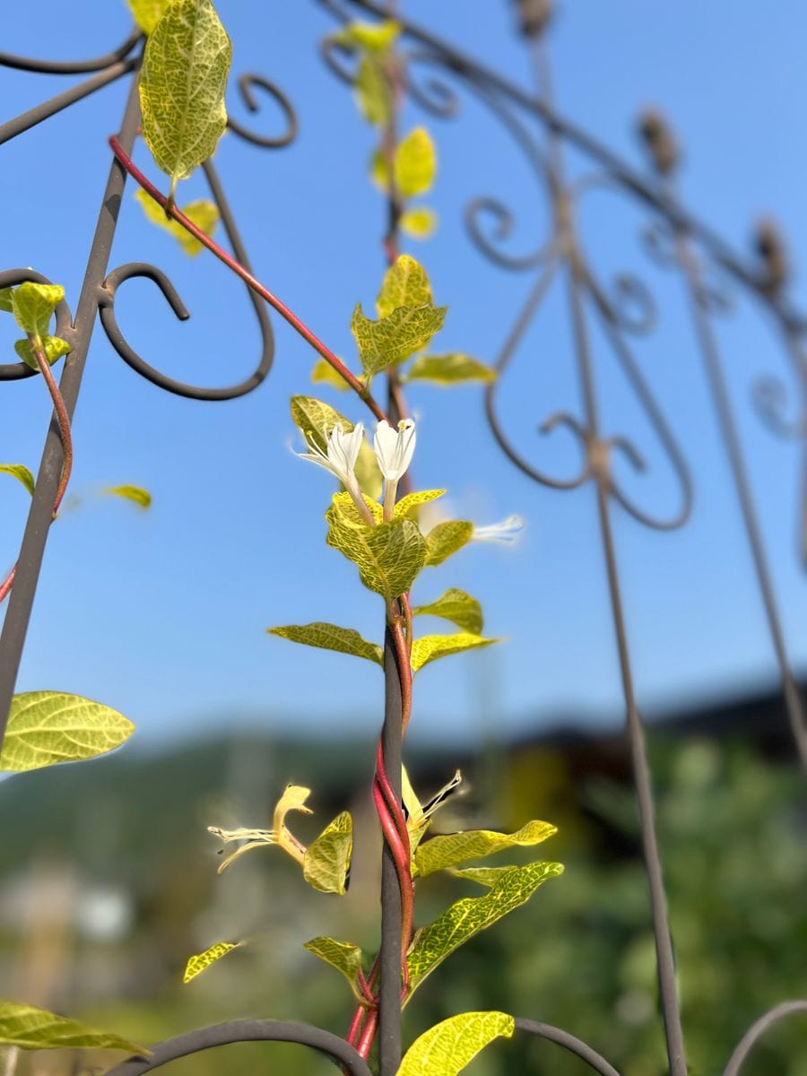 南の庭のあばれる君　ハニーサックル 開花！