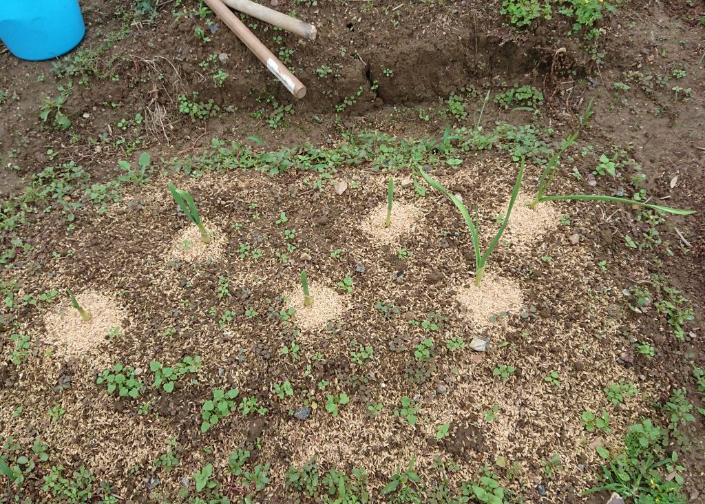 できるかな　プチ大蒜 発芽