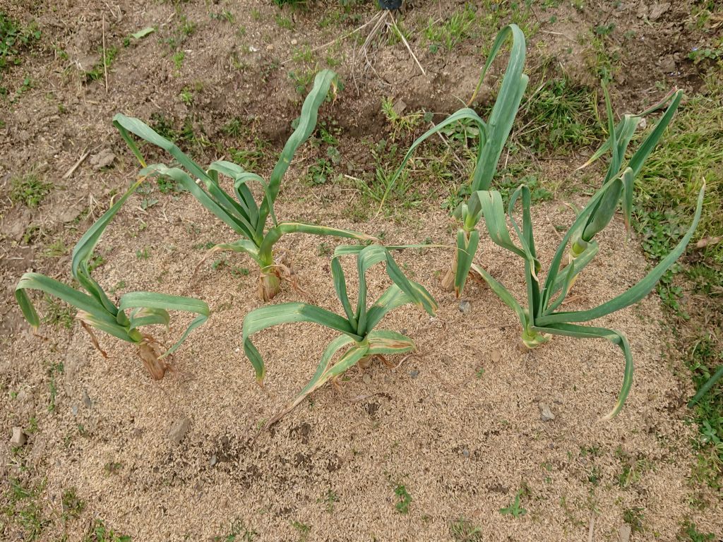 できるかな　プチ大蒜 春分・薹立ち