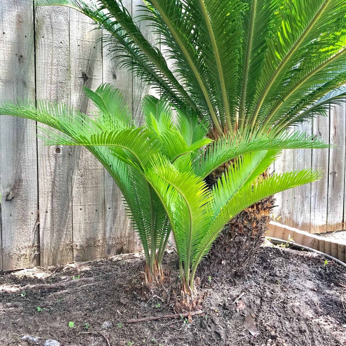 ソテツ 2株寄せ植え