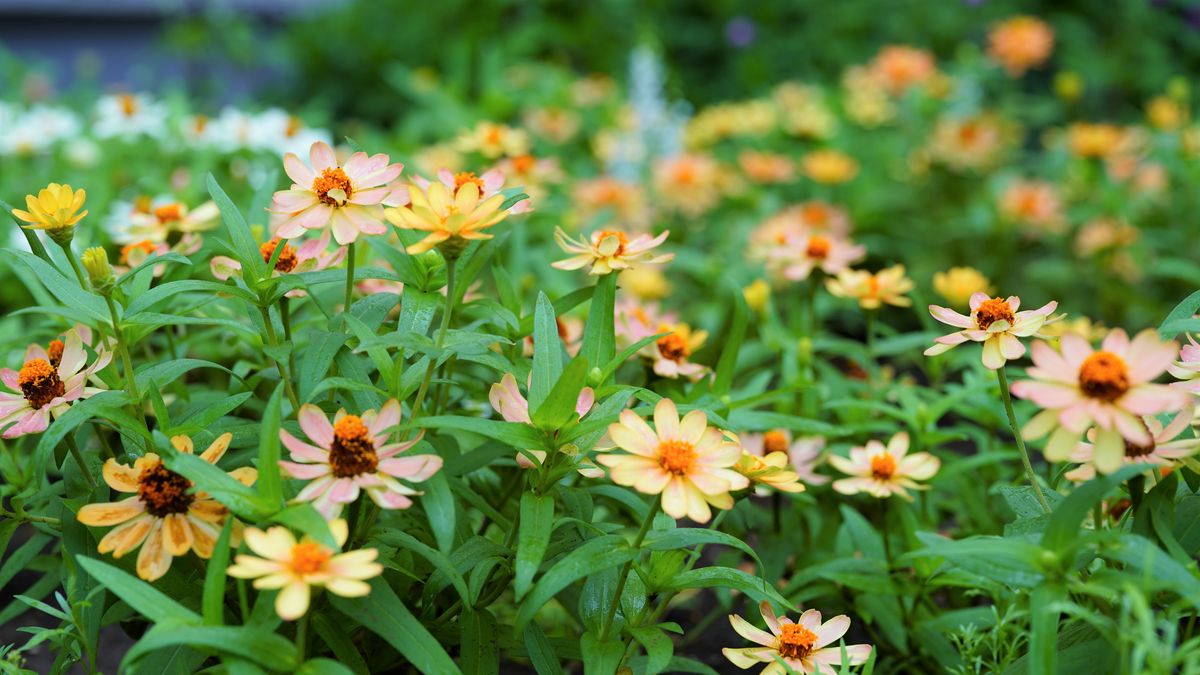 アンティーク色のジニアで花壇を彩る 花色が薄れる