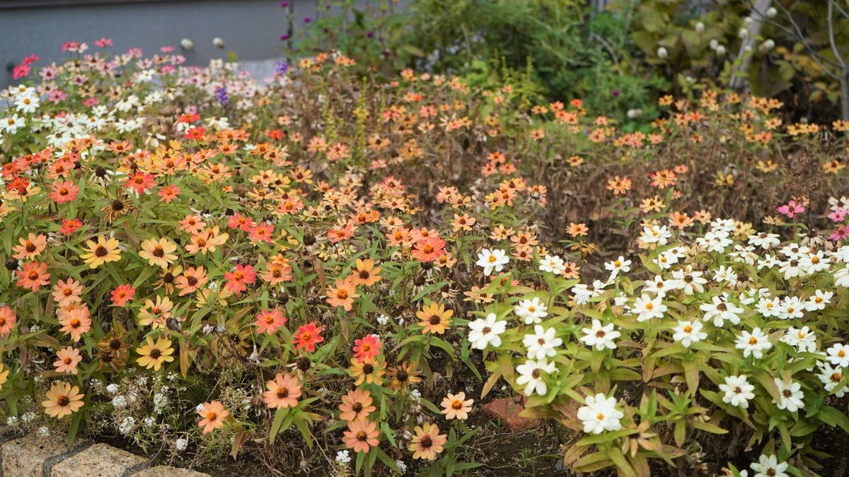 アンティーク色のジニアで花壇を彩る 11月中旬　おわり