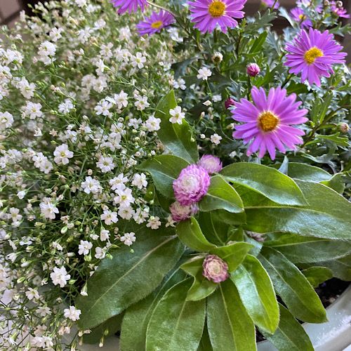 千日紅 ドワーフバイカラーを種から育てる 寄せ植えその後♪