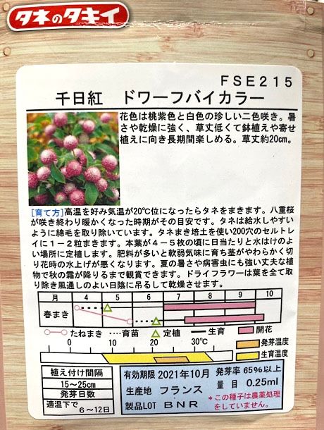 千日紅 ドワーフバイカラーを種から育てる