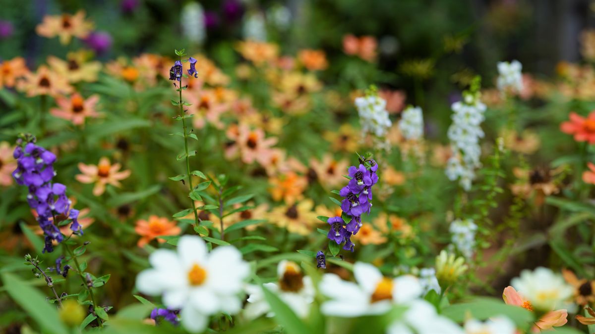 花壇の差し色に育てる 花壇のアクセントに