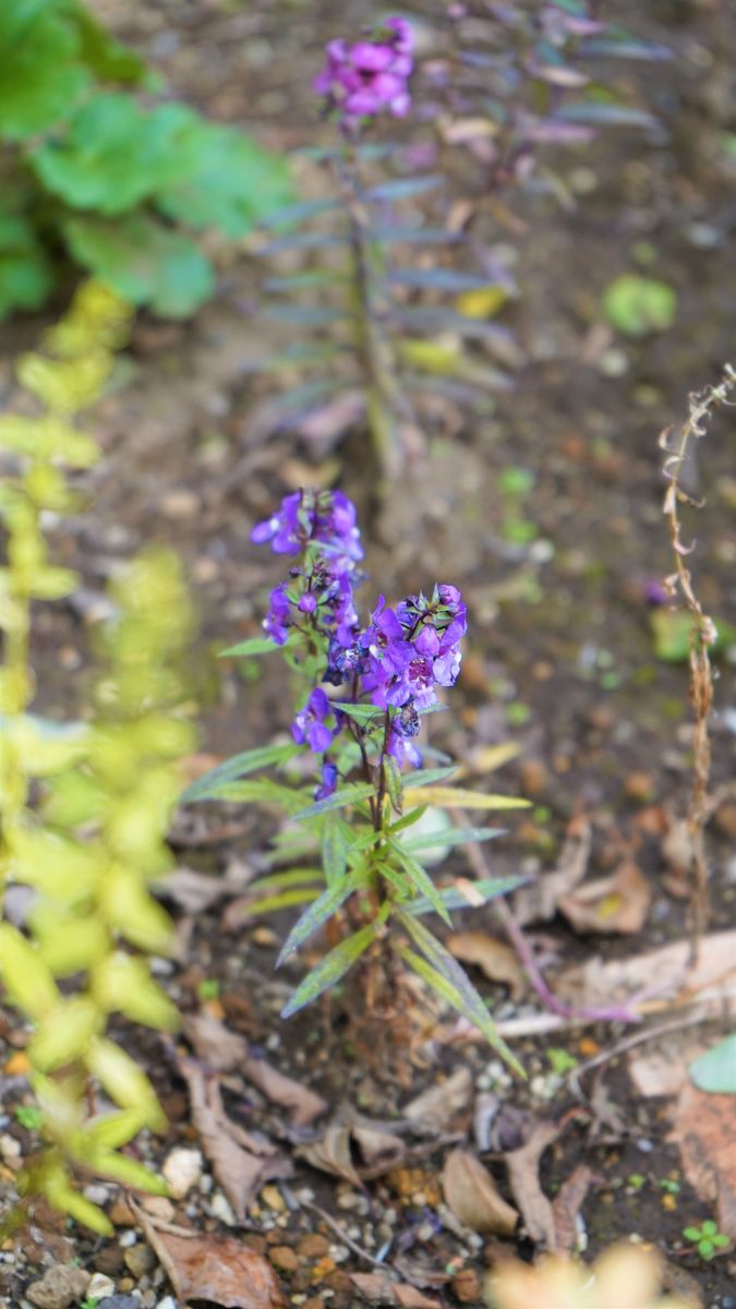 花壇の差し色に育てる 花も終わり