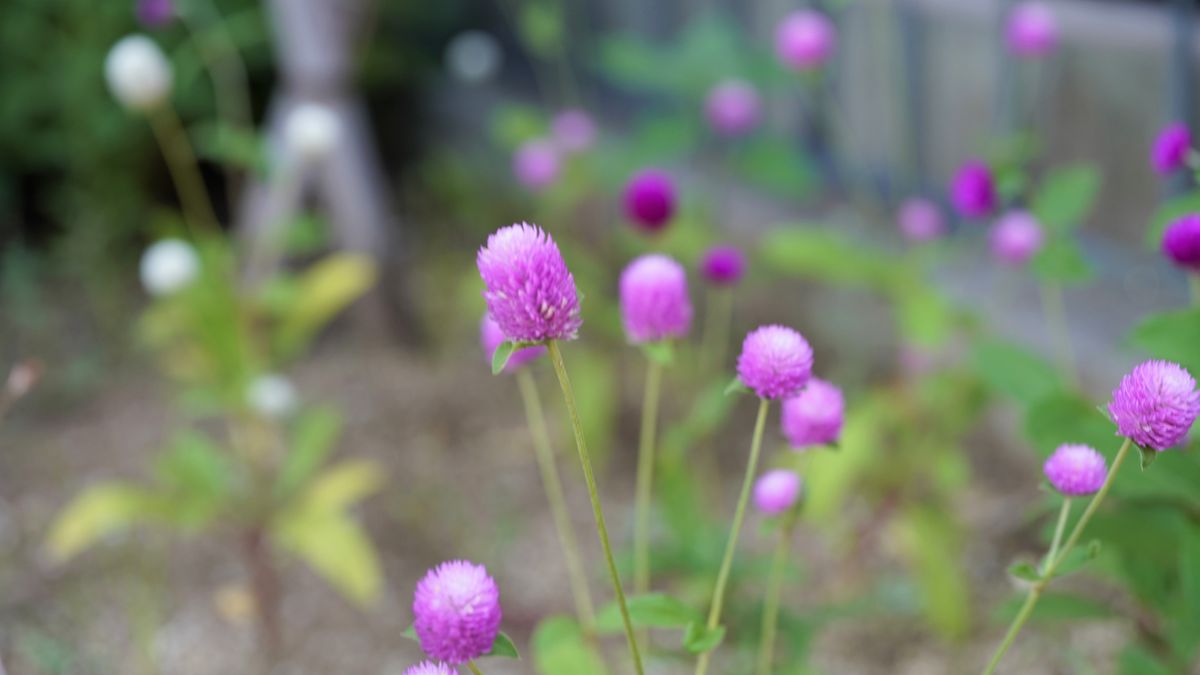 花壇のアクセントにネオンカラーの千日紅を育てる 花が乱れてきた