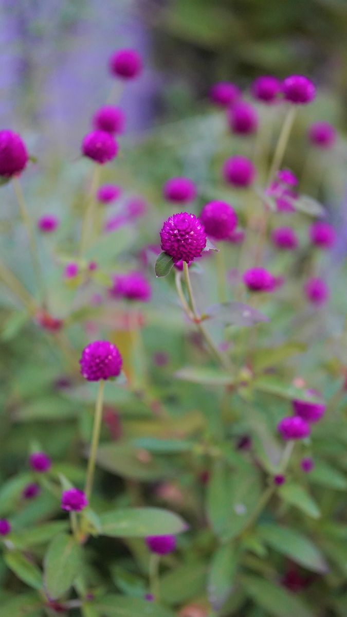 花壇のアクセントにネオンカラーの千日紅を育てる 有終の美