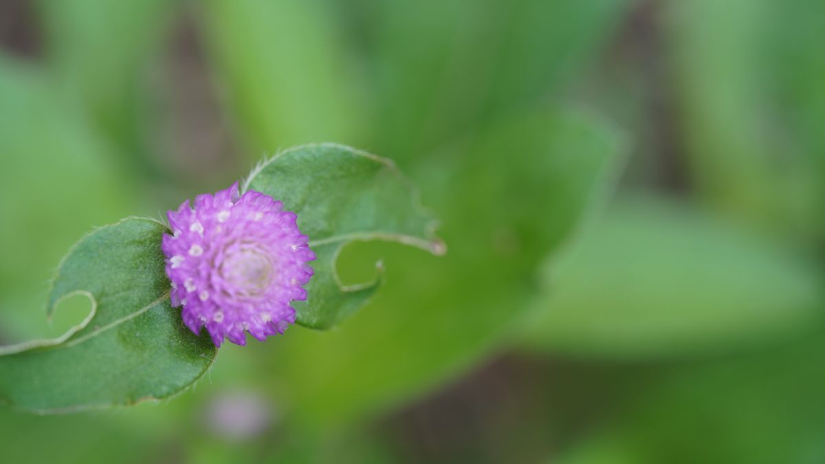 花壇のアクセントにネオンカラーの千日紅を育てる 一番花が開花