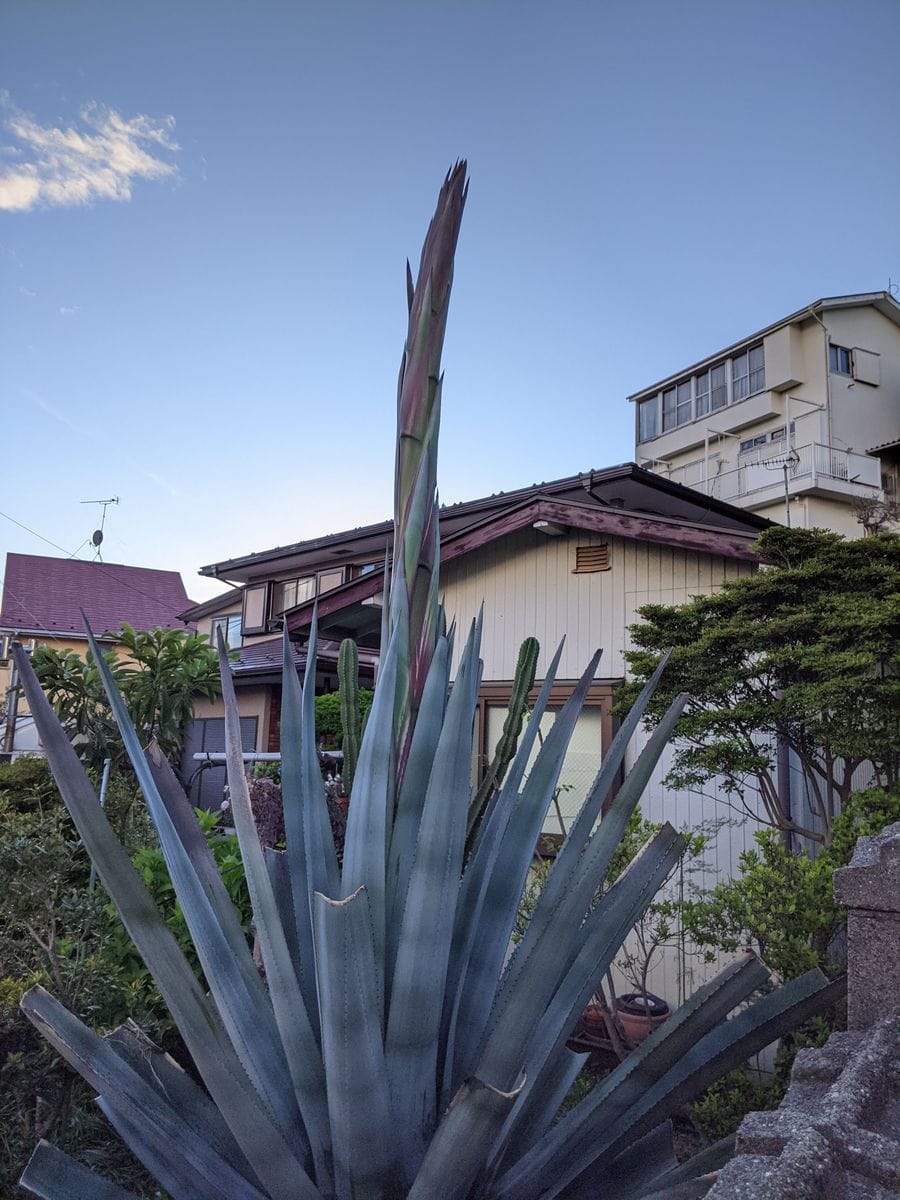 アオノリュウゼツラン開花の記録 更に伸び、少し先端が沿ってきた！