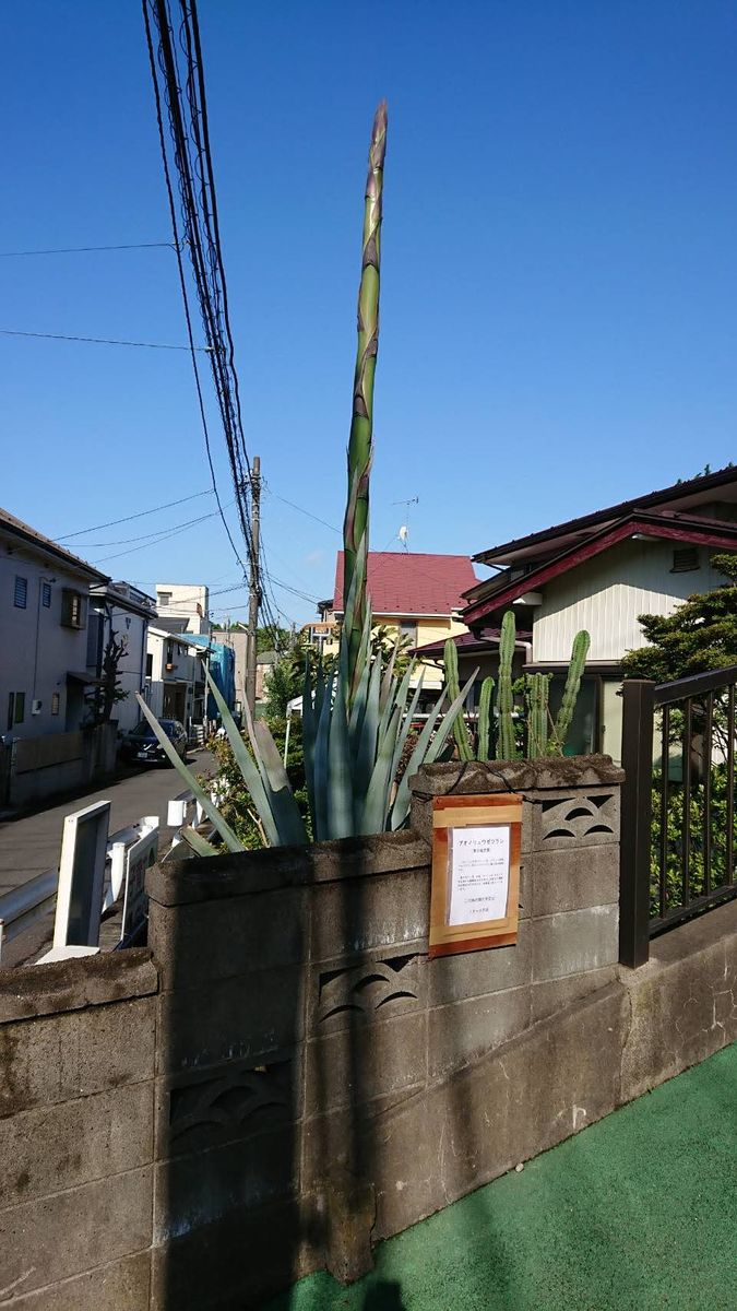 アオノリュウゼツラン開花の記録 5メートルを超えました