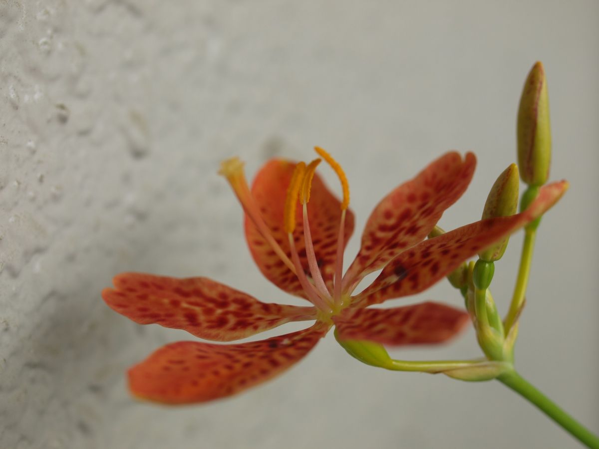 ヒオウギを種から育ててみよう 初めての花が咲いた！