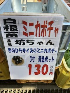 坊ちゃんかぼちゃ 苗から育てる