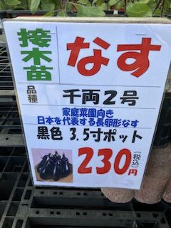 なすびを畑で育てる 苗から育てる