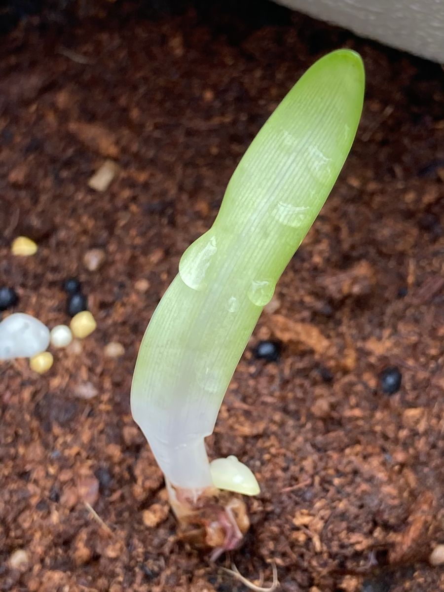 初めてのアガパンサス 〜開花までの道のり〜 🎵 植え付け・その２❣️