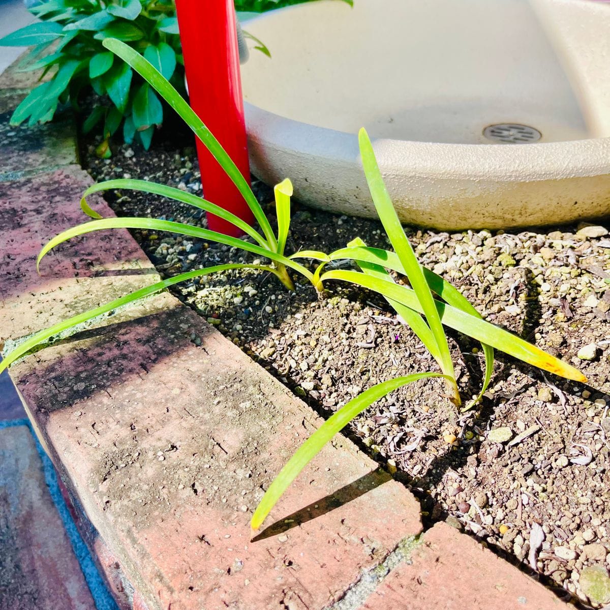 初めてのアガパンサス 〜開花までの道のり〜 🎵 今年もダメだった❣️