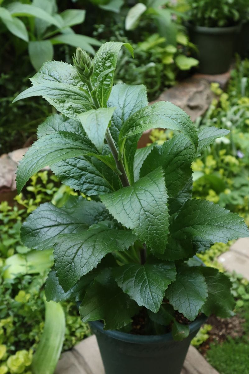 スーパージギタリス’ベリーカナリー ’を毎年綺麗な姿で咲かせたい 挿し芽株に蕾💕