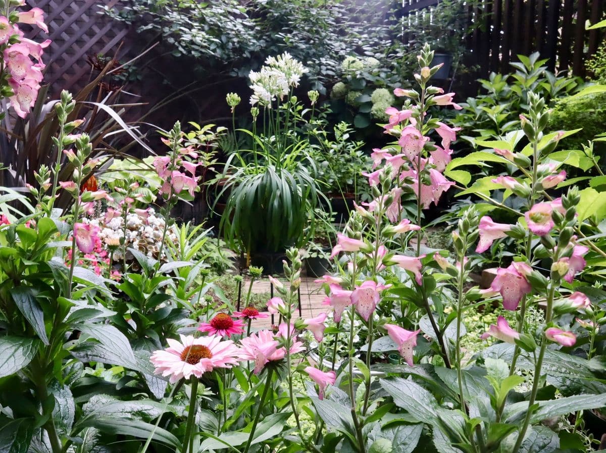 スーパージギタリス’ベリーカナリー ’を毎年綺麗な姿で咲かせたい 初夏の庭を艶やかに‥