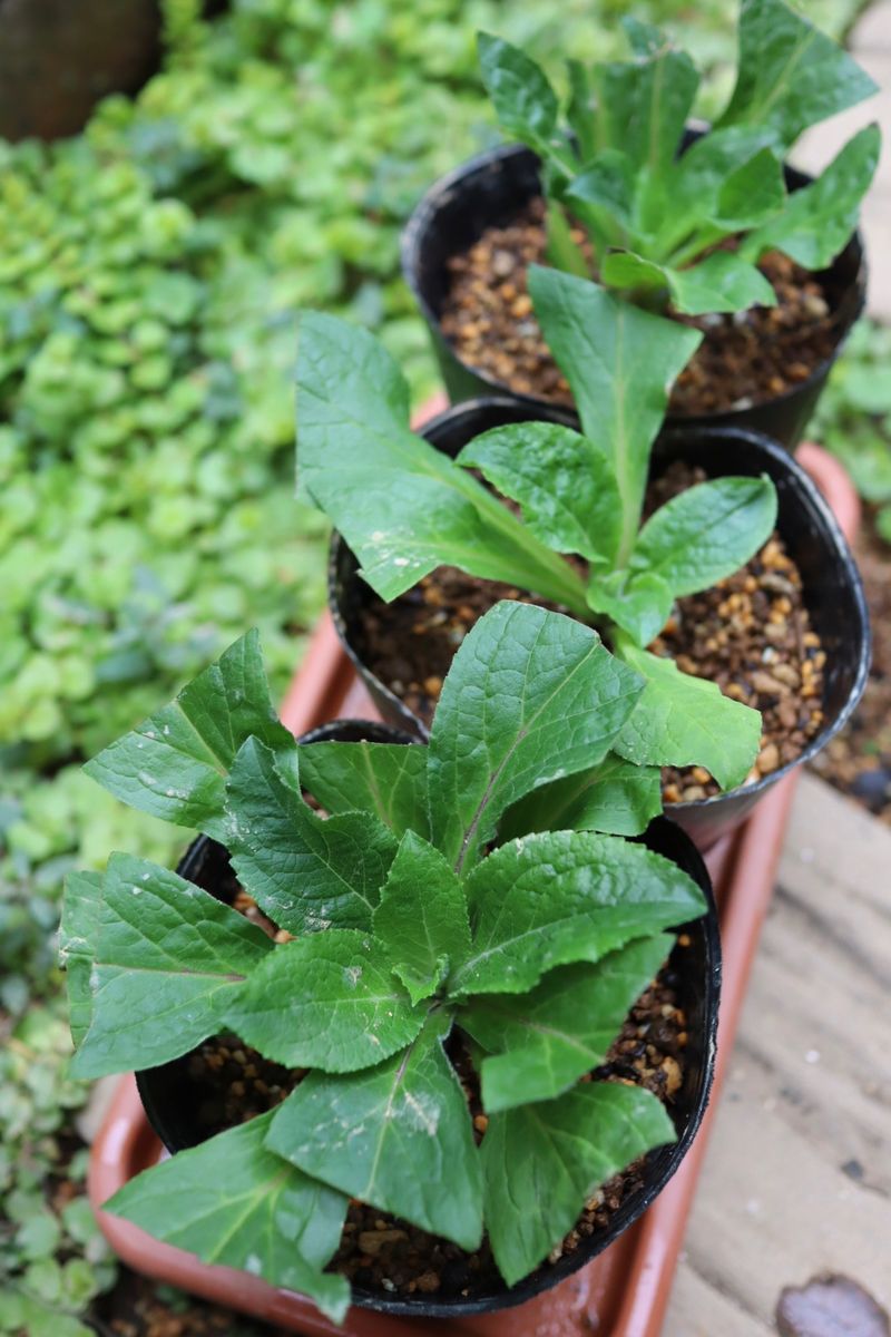 スーパージギタリス’ベリーカナリー ’を毎年綺麗な姿で咲かせたい 挿し芽が大きくなりました！