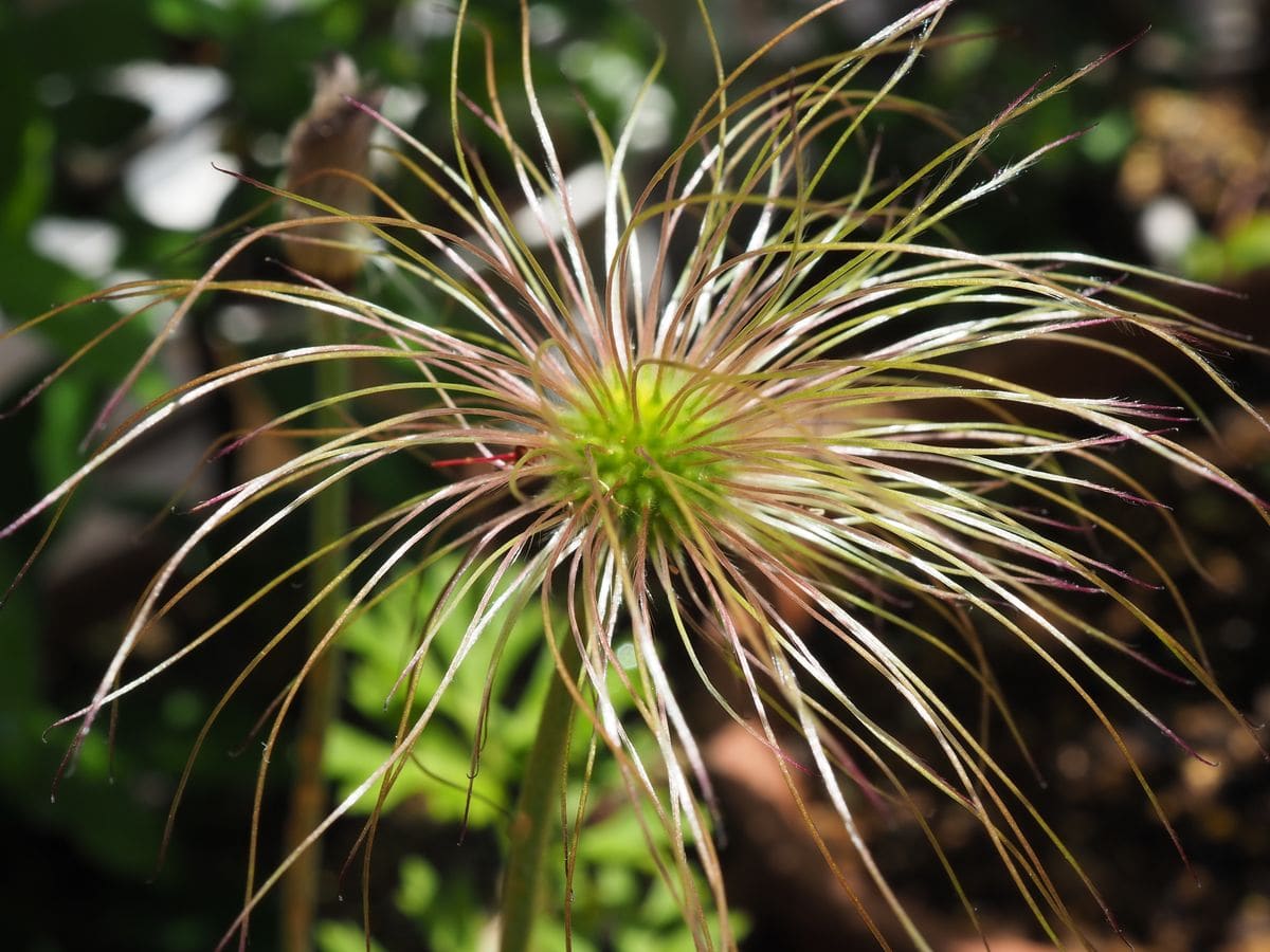 ３月に購入した翁草に種がついたので蒔いてみた 種ができた