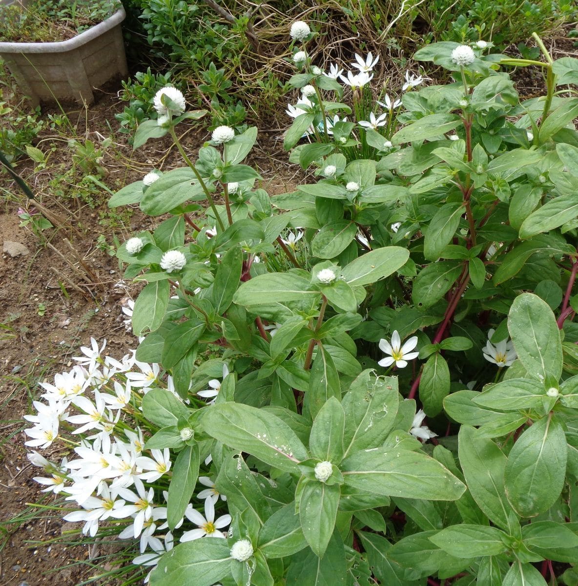 サカタの種千日紅を育てる。 花が咲かずに伸びていた花も咲いた