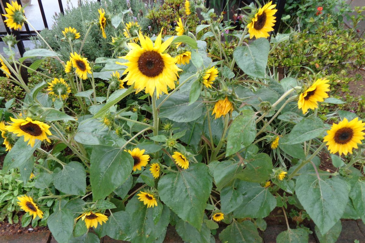 ミニひまわりを種から育てる お花畑完成