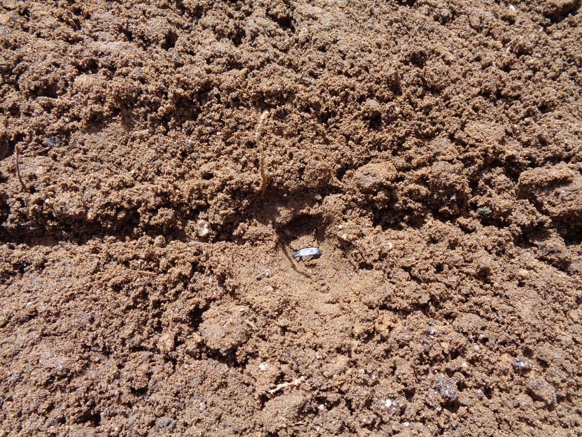 ミニひまわりを種から育てる 地植え組