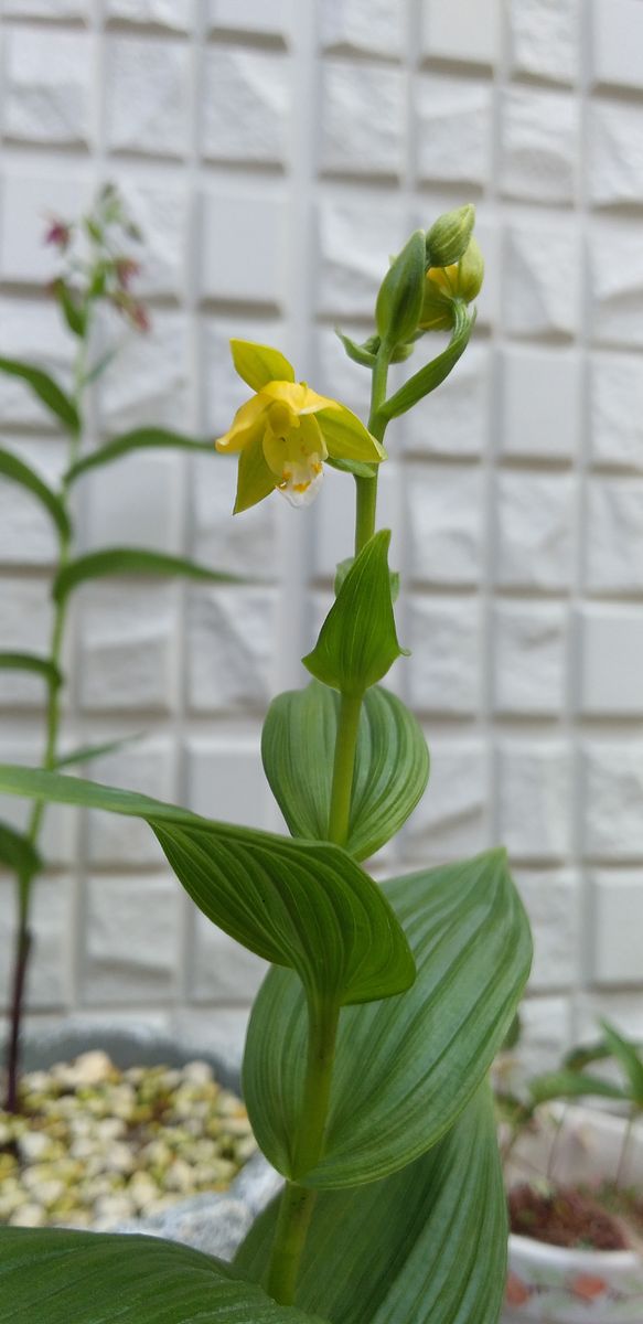 カキラン加賀の緋、黄花素心の花が見たい！ 2021年6月15日