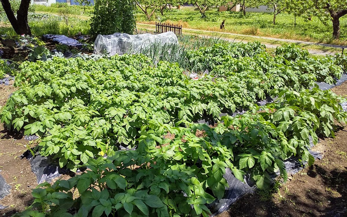 少しのつもりが欲がでたので３種類になりました 開花