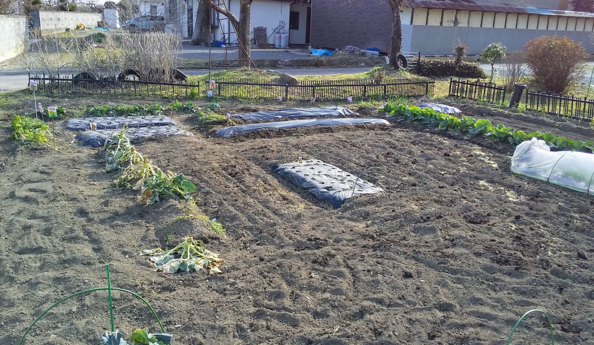 少しのつもりが欲がでたので３種類になりました 畑へ残りの植え付けに