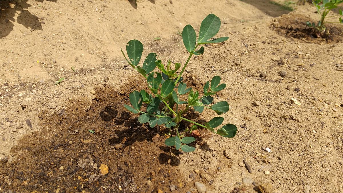 アタリヤ農園 落花生を種から育てる 2021/6/10 本葉を増やす