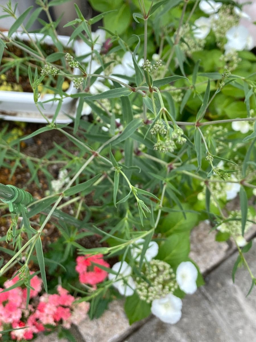 宿根かすみ草 地植えは…