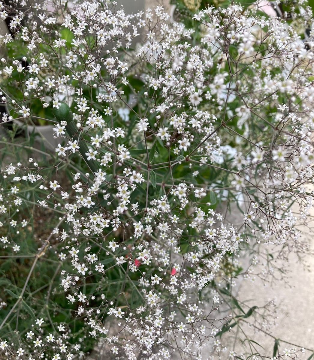 宿根かすみ草 開花