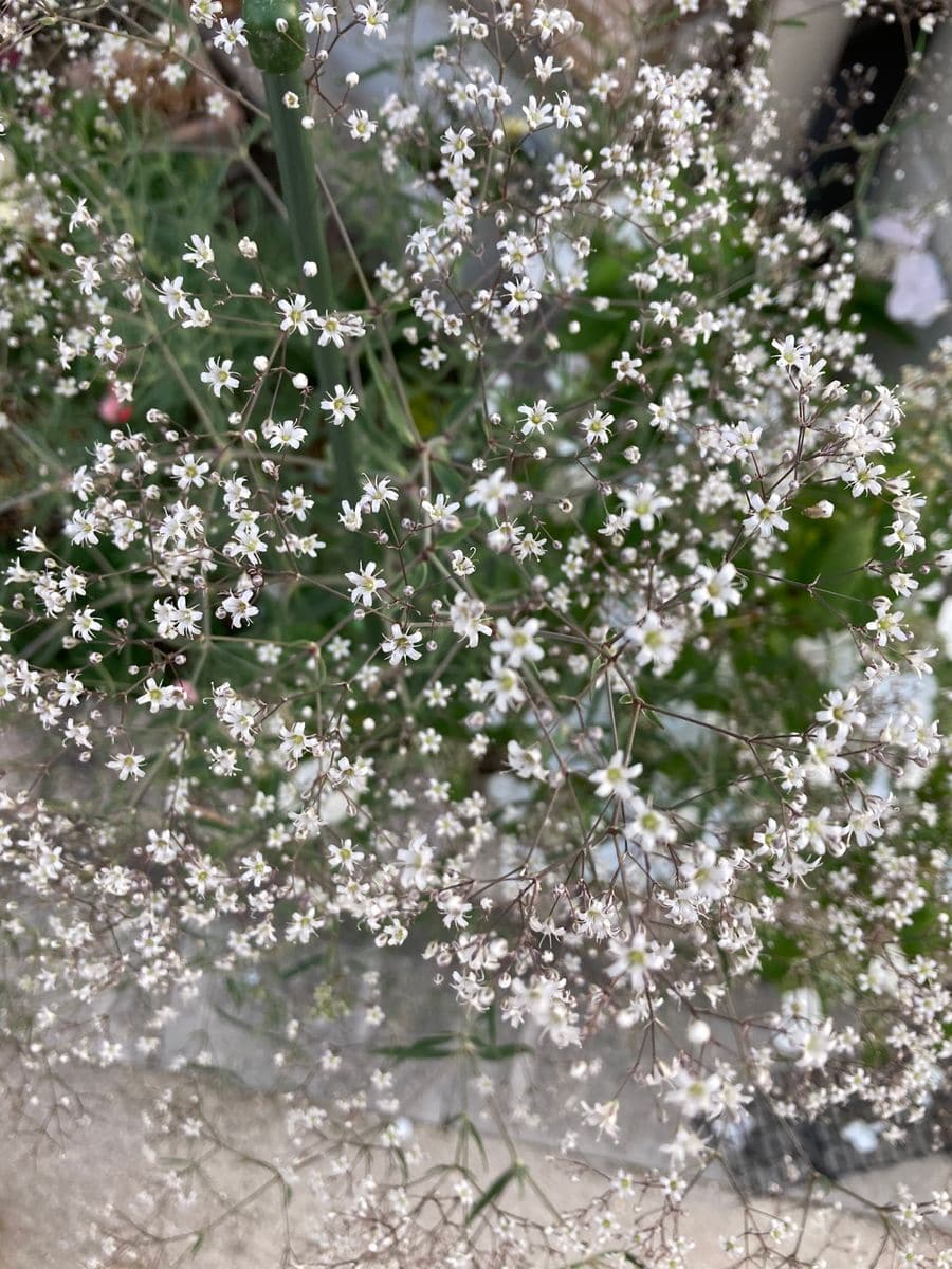 宿根かすみ草