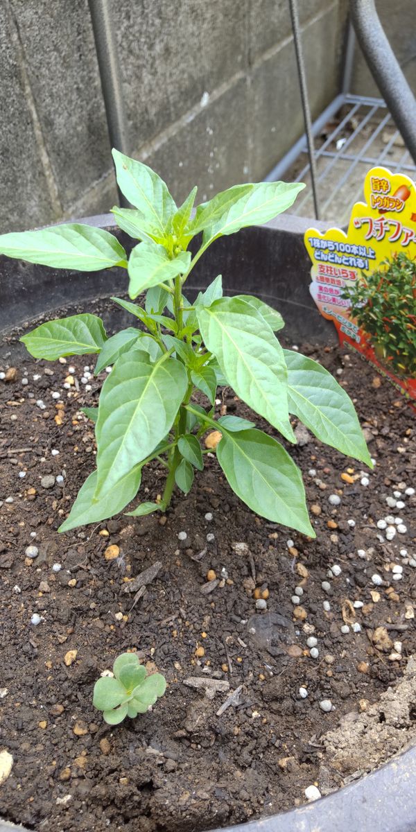 ラベルのようなトウガラシに育てる 鉢植え