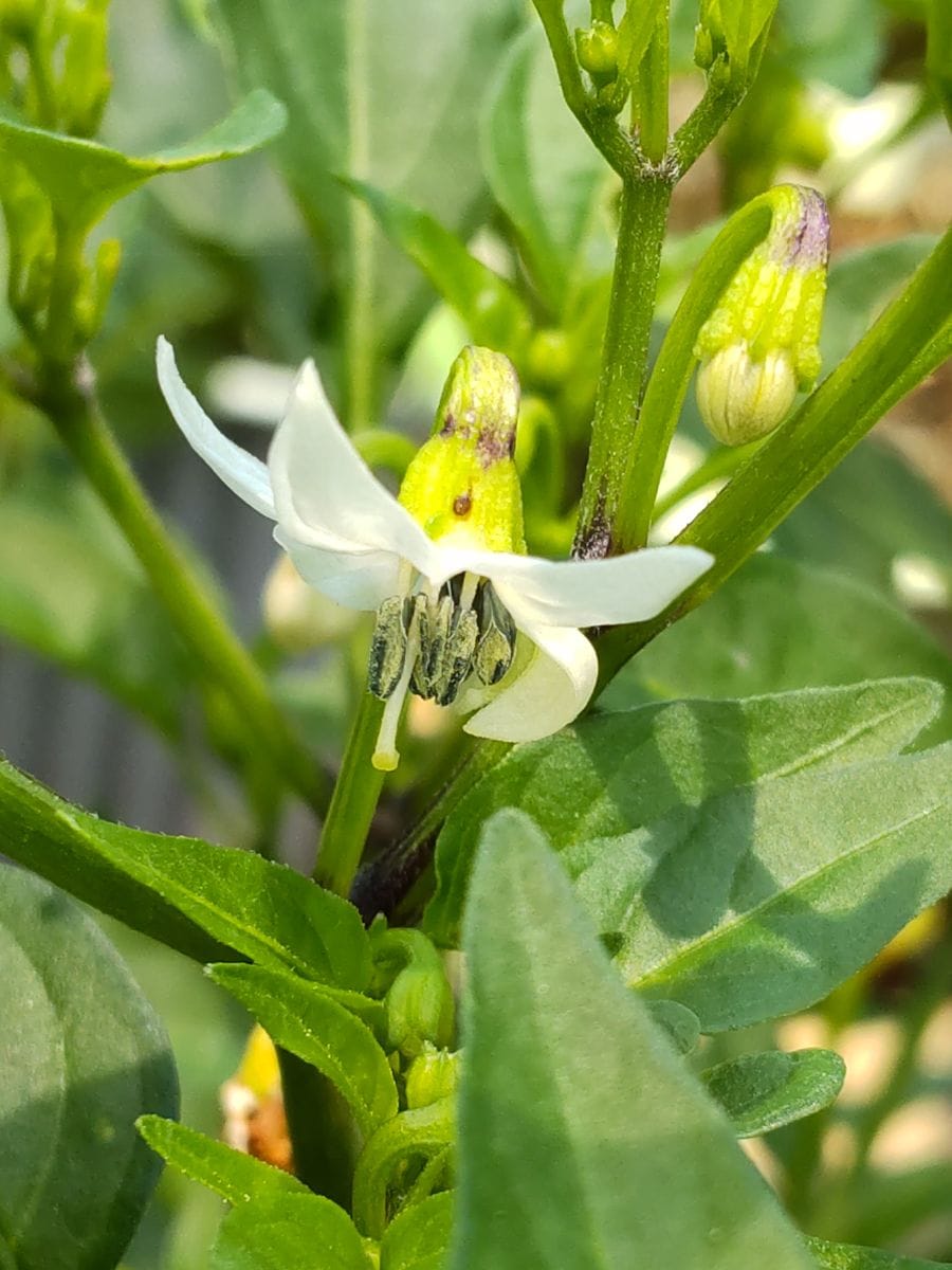 ラベルのようなトウガラシに育てる 花