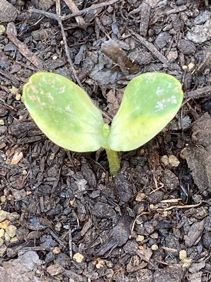 カット小玉すいかの種でバッグ栽培にチャレンジ🎵 植え付け❣️