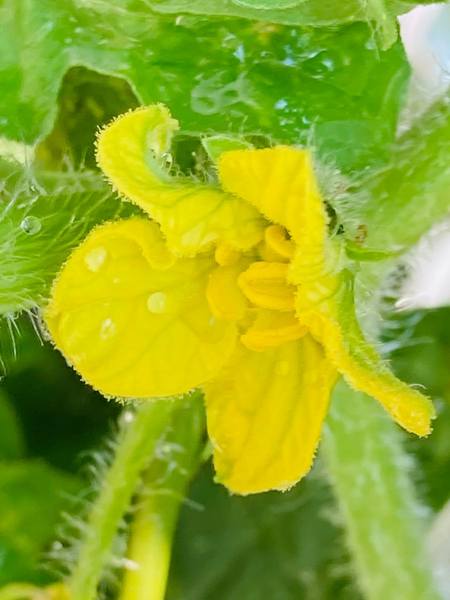 カット小玉すいかの種でバッグ栽培にチャレンジ🎵 開花❣️