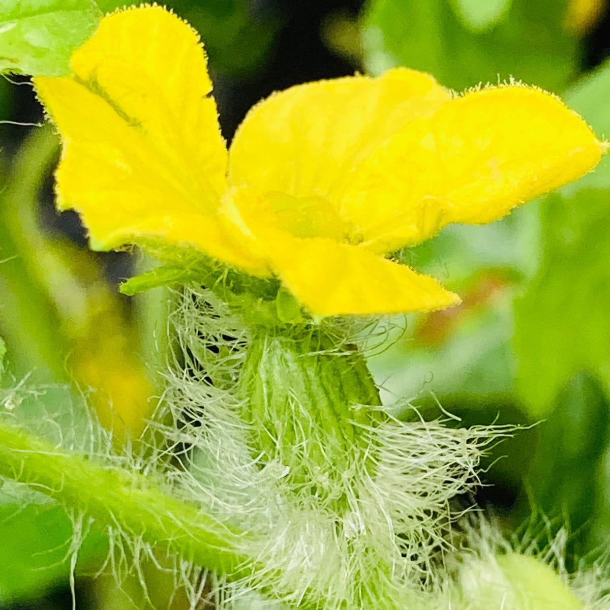 カット小玉すいかの種でバッグ栽培にチャレンジ🎵 雌花❣️