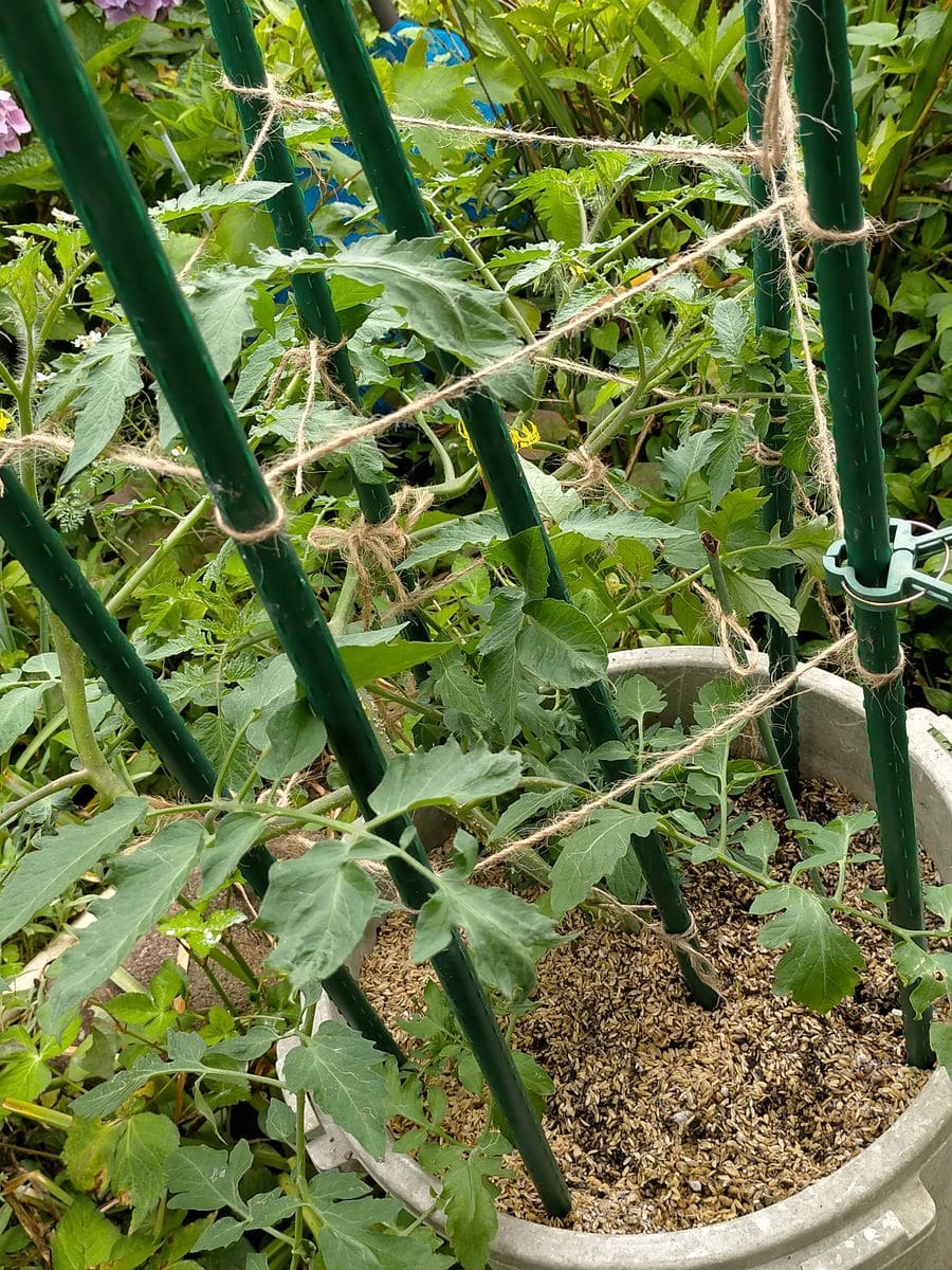 ゲノム編集で生まれた高GABAトマトを育てる！ 6月10日 庭のシシリアンギャバトマト